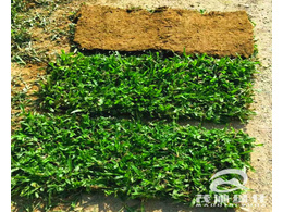 惠州草皮种植基地之大叶油草种植养护管理方法